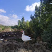 اردک روسی و اسرائیلی اصل|حیوانات مزرعه|گرگان, |دیوار