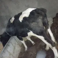 گاو هلند|حیوانات مزرعه|پلدشت, |دیوار