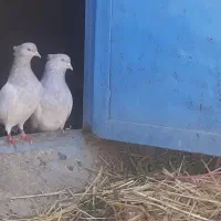 کبوتر کله الماسی ساده