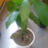 16 اصله نهال انبه|گل و گیاه طبیعی|جیرفت, |دیوار