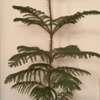 سلام کاج مطبق یک متری سالم وسر حال