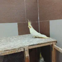 عروس هلندی مولد
