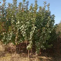 نهالستان طلا سبز حسینیان|خدمات باغبانی و درختکاری|میاندوآب, |دیوار