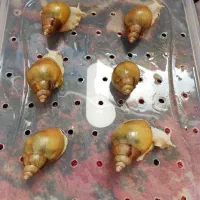 حلزون کلاژن ساز