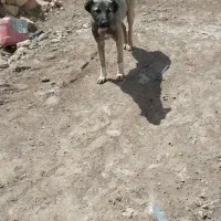 سگ ماده گله ای صفت صفت