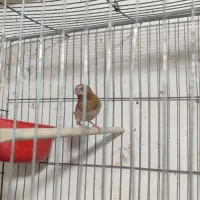 فنج بنگالی نروماده