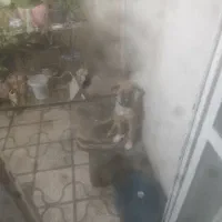 سگ. نگهبان|سگ|شیراز, بریجستون|دیوار