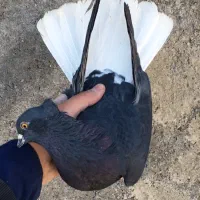 کبوتر ماده سیاه دم سفید قزوینی جوان