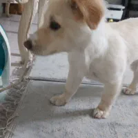 ویلو آماده واگذاری