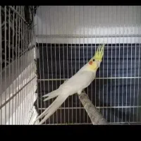 عروس هلندی نر آواز خون و گاز نمی گیره