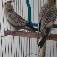 دو عدد عروس هلندی|پرنده|پاکدشت, پاکدشت (مامازند)|دیوار