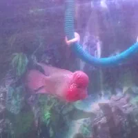 فلاور|ماهی|شیراز, کوشک میدان|دیوار