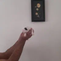 واگزاری ۳ عدد توله شیتزو