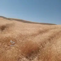 فروش کاه گندم نرم