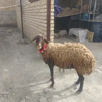 یک راس میش دوقلو زای افشاری