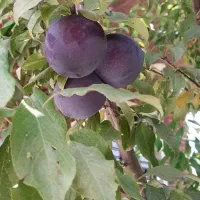 فروش ویلاکوهستانی باکلیه لوازم منزل