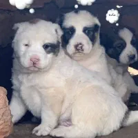 سگ آلابای اصلی فروش میرسد . مشتری واقعا پیام دهید