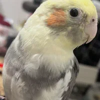 گمشده|حیوانات|آبادان, |دیوار