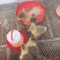 جوجه غاز نژاد سنگین  وزن درجه یک