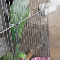 شاه طوطی گرنچیک راهب|پرنده|گلستان (تهران), |دیوار