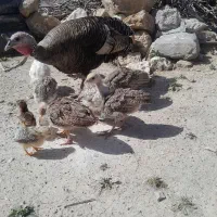 بوقلمون محلی