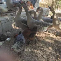 غاز مرغ اردک روسی بوقلمون|حیوانات مزرعه|چیتاب, |دیوار