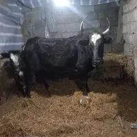 گاو آبستن عروسک