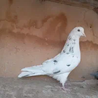 کبوتر پرشی|پرنده|قم, ولیعصر|دیوار