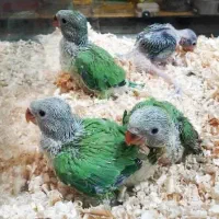 جوجه ملنگو سرلاکی درجه یک ( داخلی)