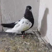 سینه سیاه ماده