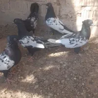 کبوتر سینه|پرنده|شیراز, ارم|دیوار