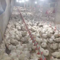 نیازمند کارگر مرغداری(ترجیحا ماهر یا آشنا )