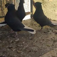 کفتر سیاه دم سفید