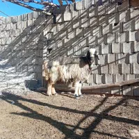 میش داشتی|حیوانات مزرعه|کوهرنگ, |دیوار