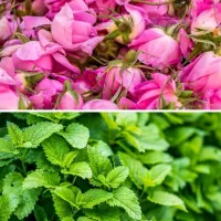 عرق نعنا و گلاب