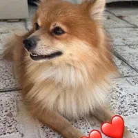 سگ پامر روباهی