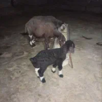میش بره افشاری