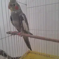 عروس سخنگو|پرنده|سنگر, |دیوار