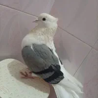 کفتر نر گردار|پرنده|بروجرد, |دیوار