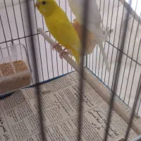 مرغ عشق البینو جفت