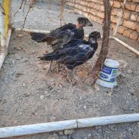 جوجه لاری و مرغ|حیوانات مزرعه|شهرآباد, |دیوار