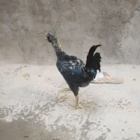 دوتا لاری اغفان 4 ماهه