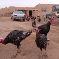 بوقلمون|حیوانات مزرعه|دشتابی, |دیوار