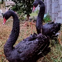 ایام سمانی.مرندی.قوغاز.سبرایت.مرغهای زینتی