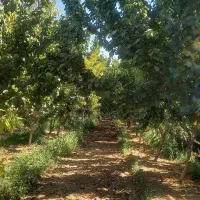 باغ-لوکس-کشاورزی