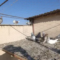 کفتر تهرانی|پرنده|محمدیه-قزوین, |دیوار