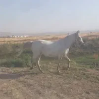 اسب