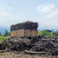 خریدار چوب باغی و جنگلی با بهترین قیمت