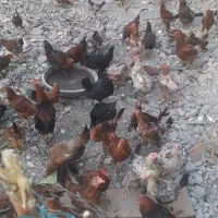 مرغ محلی تازه پنجاه تا مرغ تخم گذار