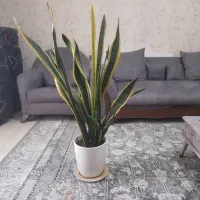 گل دیفن باخیا و سانسوریا 750هزار